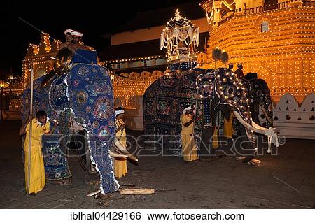 Stock Photograph - Decorated elephants, Dalada group with sacred elephant Maligawa Raja, carrying Sacred Tooth Relic, Buddhist festival Esala Perahera, in front of Sri Dalada Maligawa or Temple of the Sacred Tooth Relic, Kandy, Central Province, Sri Lanka, Asia. Fotosearch