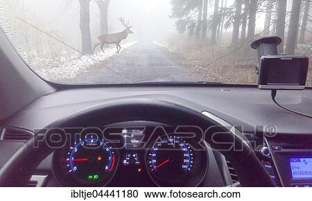 Deer crossing foggy road, view through car windshield, Germany, Europe View Large Photo Image Stock Image - Deer crossing foggy road, view through car windshield, Germany, Europe. Fotosearch