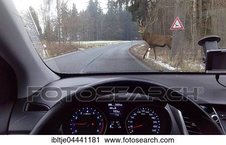 Stock Image - Deer crossing road, view through car windshield, Germany, Europe. Fotosearch