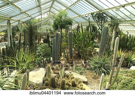 Desert plants inside the Princess of Wales conservatory, Royal Botanic Gardens, Kew, London, England, UK View Large Photo Image Picture - Desert plants inside the Princess of Wales conservatory, Royal Botanic Gardens, Kew, London, England, UK. Fotosearch