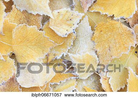 Detail of birch leaves with hoarfrost, Switzerland, Europe View Large Photo Image Stock Photo - Detail of birch leaves with hoarfrost, Switzerland, Europe. Fotosearch