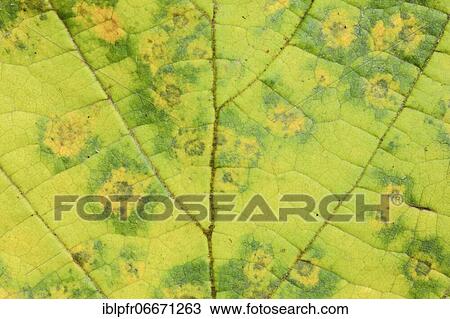 Stock Image - Detail of hazel bush leaf, Switzerland, Europe. Fotosearch