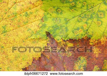 Detail of hazel bush leaf, Switzerland, Europe View Large Photo Image Stock Image - Detail of hazel bush leaf, Switzerland, Europe. Fotosearch