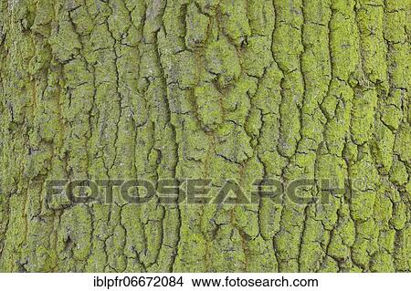 Detail of oak bark, England, Great Britain View Large Photo Image Picture - Detail of oak bark, England, Great Britain. Fotosearch
