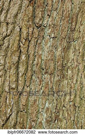 Detail of oak bark, England, Great Britain View Large Photo Image Stock Image - Detail of oak bark, England, Great Britain. Fotosearch