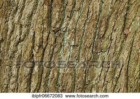 Stock Image - Detail of oak bark, England, Great Britain. Fotosearch