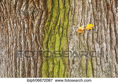 Stock Photo - Detail of oak bark, England, Great Britain. Fotosearch