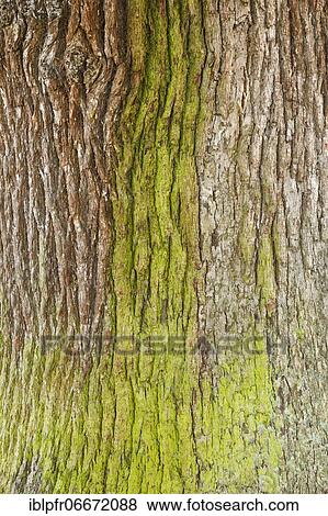 Detail of oak bark, England, Great Britain View Large Photo Image Stock Photo - Detail of oak bark, England, Great Britain. Fotosearch