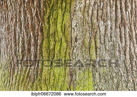 Detail of oak bark, England, Great Britain View Large Photo Image Stock Photograph - Detail of oak bark, England, Great Britain. Fotosearch