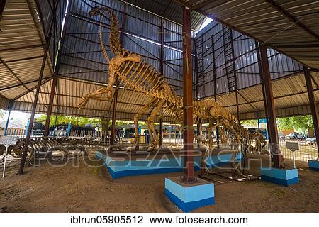 Dinosaur Skeleton in covered hall, National Museum, Niamey, Niger, Africa View Large Photo Image Stock Image - Dinosaur Skeleton in covered hall, National Museum, Niamey, Niger, Africa. Fotosearch