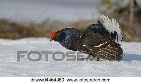Displaying black cock (Tetrao tetrix) on snow, impending, Finland, Europe View Large Photo Image Stock Image - Displaying black cock (Tetrao tetrix) on snow, impending, Finland, Europe. Fotosearch