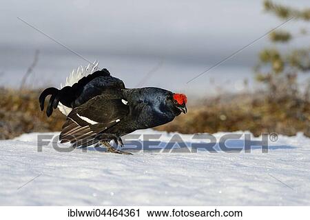 Displaying black cock (Tetrao tetrix) on snow at a lek, impending, Finland, Europe View Large Photo Image Stock Image - Displaying black cock (Tetrao tetrix) on snow at a lek, impending, Finland, Europe. Fotosearch