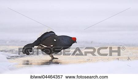 Stock Photo - Displaying black cock (Tetrao tetrix) on ice at a lek, Finland, Europe. Fotosearch