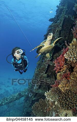 Stock Photography - Diver observing loggerhead sea turtle (Caretta caretta) at Giannis D shipwreck, Shab Abu Nuhas coral reef, Red Sea, Egypt, Africa. Fotosearch