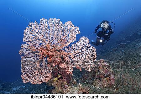 Diver, Soft Coral, indeterminate, rods, Indian Ocean, Maldives, Asia View Large Photo Image Stock Image - Diver, Soft Coral, indeterminate, rods, Indian Ocean, Maldives, Asia. Fotosearch
