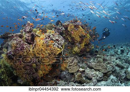 Stock Image - Diver viewing different soft corals, hard corals, tile fish (Antiinae), dark-banded fusiliers (Pterocaesio tile), Lhaviyani Atoll, Maldives, Asia. Fotosearch