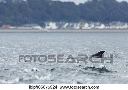 Dolphin, Bottlenose dolphin (Tursiops truncatus) View Large Photo Image Picture - Dolphin, Bottlenose dolphin (Tursiops truncatus). Fotosearch