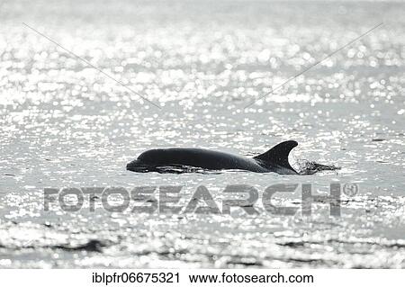 Dolphin, Bottlenose dolphin (Tursiops truncatus) View Large Photo Image Stock Image - Dolphin, Bottlenose dolphin (Tursiops truncatus). Fotosearch