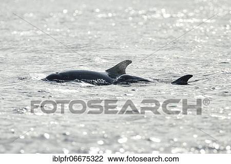 Dolphin, Bottlenose dolphin (Tursiops truncatus) View Large Photo Image Stock Image - Dolphin, Bottlenose dolphin (Tursiops truncatus). Fotosearch