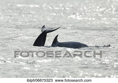 Dolphin, Bottlenose dolphin (Tursiops truncatus) View Large Photo Image Stock Image - Dolphin, Bottlenose dolphin (Tursiops truncatus). Fotosearch