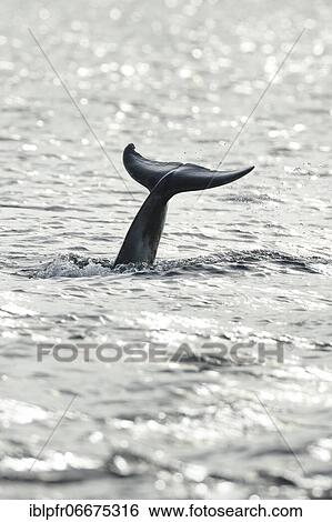 Dolphin, Bottlenose dolphin (Tursiops truncatus) View Large Photo Image Stock Photograph - Dolphin, Bottlenose dolphin (Tursiops truncatus). Fotosearch