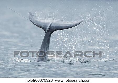 Dolphin, Bottlenose dolphin (Tursiops truncatus) View Large Photo Image Stock Photograph - Dolphin, Bottlenose dolphin (Tursiops truncatus). Fotosearch