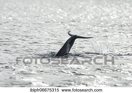 Dolphin, Bottlenose dolphin (Tursiops truncatus) View Large Photo Image Stock Photography - Dolphin, Bottlenose dolphin (Tursiops truncatus). Fotosearch