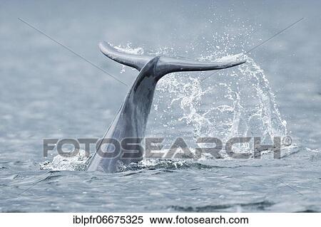 Dolphin, Bottlenose dolphin (Tursiops truncatus) View Large Photo Image Stock Photography - Dolphin, Bottlenose dolphin (Tursiops truncatus). Fotosearch