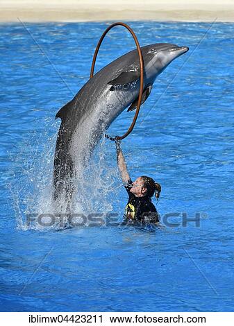 Dolphin show, common or Atlantic bottlenose dolphin (Tursiops truncatus) jumping through ring, Loro Parque, Puerto de la Cruz, Tenerife, Canary Islands, Spain, Europe View Large Photo Image Stock Image - Dolphin show, common or Atlantic bottlenose dolphin (Tursiops truncatus) jumping through ring, Loro Parque, Puerto de la Cruz, Tenerife, Canary Islands, Spain, Europe. Fotosearch