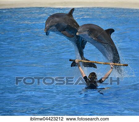Stock Image - Dolphin show, common or Atlantic bottlenose dolphins (Tursiops truncatus) jumping, Loro Parque, Puerto de la Cruz, Tenerife, Canary Islands, Spain, Europe. Fotosearch