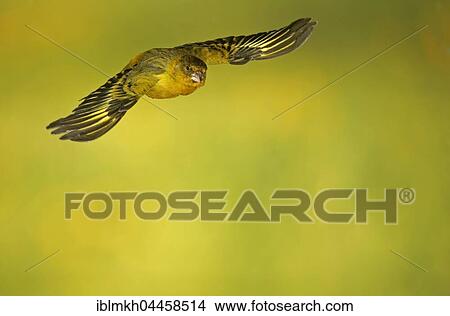 Domestic canary (Serinus canaria forma domestica) in flight, Germany, Europe View Large Photo Image Picture - Domestic canary (Serinus canaria forma domestica) in flight, Germany, Europe. Fotosearch