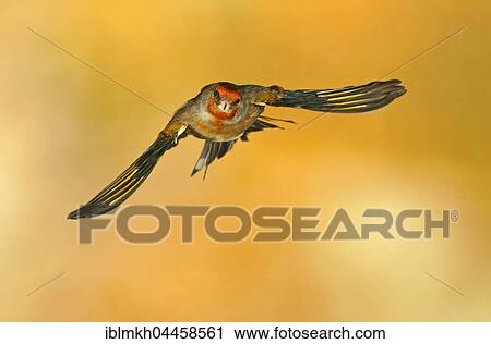 Domestic canary (Serinus canaria forma domestica) in flight, Germany, Europe View Large Photo Image Stock Image - Domestic canary (Serinus canaria forma domestica) in flight, Germany, Europe. Fotosearch