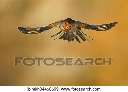 Domestic canary (Serinus canaria forma domestica) in flight, captive, Germany, Europe View Large Photo Image Stock Photo - Domestic canary (Serinus canaria forma domestica) in flight, captive, Germany, Europe. Fotosearch
