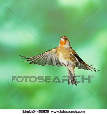 Stock Photo - Domestic canary (Serinus canaria forma domestica) in flight, Germany, Europe. Fotosearch