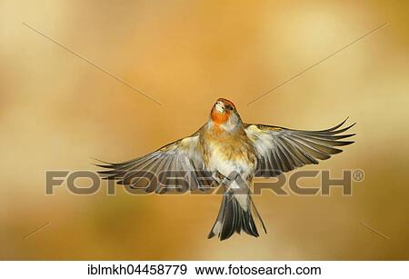 Domestic canary (Serinus canaria forma domestica) in flight, Germany, Europe View Large Photo Image Stock Photo - Domestic canary (Serinus canaria forma domestica) in flight, Germany, Europe. Fotosearch
