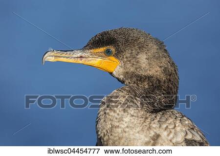 Double-crested cormorant (Phalacrocorax auritus), Everglades National Park, Florida, USA, North America View Large Photo Image Stock Photo - Double-crested cormorant (Phalacrocorax auritus), Everglades National Park, Florida, USA, North America. Fotosearch