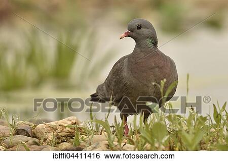 Stock Photograph - Dove (Columba oenas), Overijssel Province, Netherlands. Fotosearch