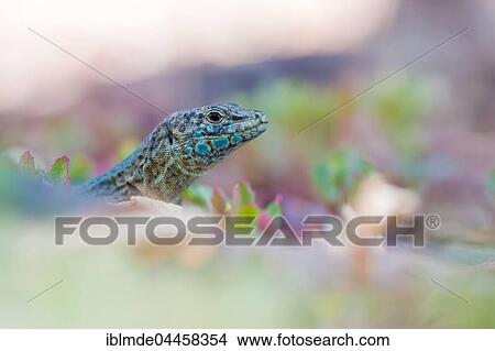 Dragonera lizard (Podarcis lilfordi ssp. Giglioli), Isla Dragonera, Majorca, Spain, Europe View Large Photo Image Picture - Dragonera lizard (Podarcis lilfordi ssp. Giglioli), Isla Dragonera, Majorca, Spain, Europe. Fotosearch