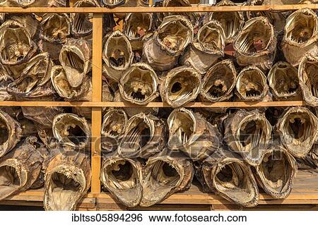 Stock Photograph - Dried fish, Lofoten, Norway, Europe. Fotosearch