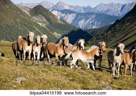 Dun Haflinger herd trotting, pasture, Kühtai, Tyrol, Austria, Europe View Large Photo Image Stock Photo - Dun Haflinger herd trotting, pasture, Kühtai, Tyrol, Austria, Europe. Fotosearch