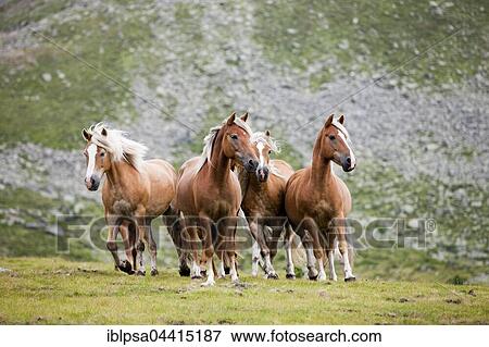 Dun Haflingers trotting, pasture, Kühtai, Tyrol, Austria, Europe View Large Photo Image Stock Photo - Dun Haflingers trotting, pasture, Kühtai, Tyrol, Austria, Europe. Fotosearch