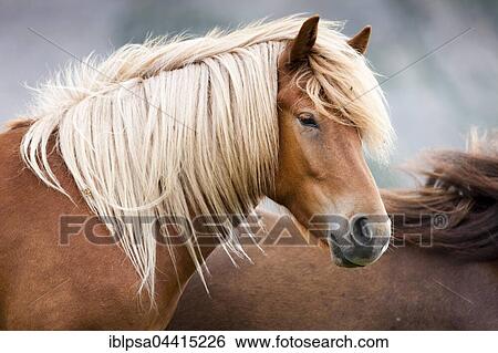 Stock Photograph - Dun Icelandic, pasture, Kühtai, Tyrol, Austria, Europe. Fotosearch