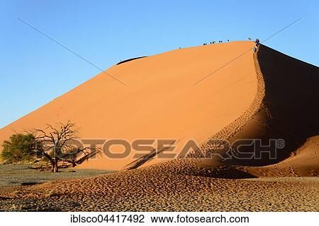 Dune 45, Namib-Naukluft National Park, Namib Desert, Namibia, Africa View Large Photo Image Stock Image - Dune 45, Namib-Naukluft National Park, Namib Desert, Namibia, Africa. Fotosearch