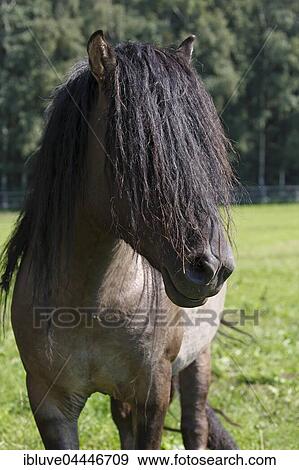 Dülmener wild stallion (Equus przewalskii f. Caballus), stallion with long mane, Merfelder Bruch, Dülmen, Münsterland, North Rhine-Westphalia, Germany, Europe View Large Photo Image Stock Photo - Dülmener wild stallion (Equus przewalskii f. Caballus), stallion with long mane, Merfelder Bruch, Dülmen, Münsterland, North Rhine-Westphalia, Germany, Europe. Fotosearch