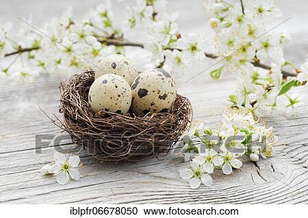 Easter decoration, Easter nest with quail eggs and blackthorn flowers View Large Photo Image Stock Image - Easter decoration, Easter nest with quail eggs and blackthorn flowers. Fotosearch