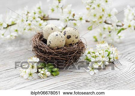 Easter decoration, Easter nest with quail eggs and blackthorn flowers View Large Photo Image Stock Image - Easter decoration, Easter nest with quail eggs and blackthorn flowers. Fotosearch