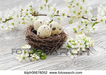 Easter decoration, Easter nest with quail eggs and blackthorn flowers View Large Photo Image Stock Image - Easter decoration, Easter nest with quail eggs and blackthorn flowers. Fotosearch