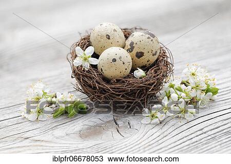 Easter decoration, Easter nest with quail eggs and blackthorn flowers View Large Photo Image Stock Image - Easter decoration, Easter nest with quail eggs and blackthorn flowers. Fotosearch