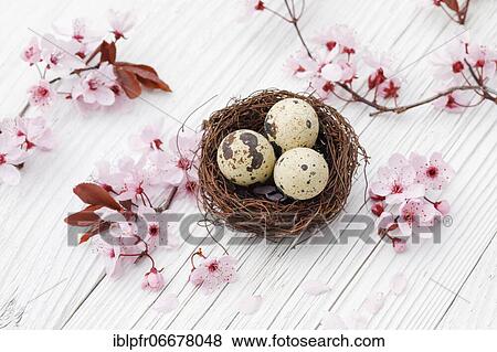 Easter decoration, Easter nest with quail eggs and cherry blossoms View Large Photo Image Stock Photo - Easter decoration, Easter nest with quail eggs and cherry blossoms. Fotosearch