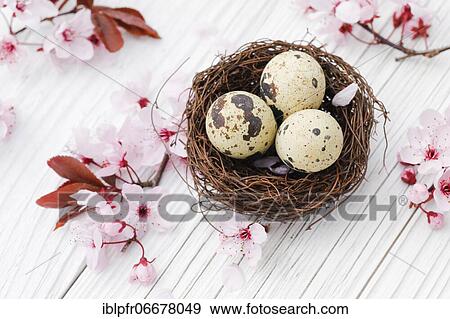 Stock Photo - Easter decoration, Easter nest with quail eggs and cherry blossoms. Fotosearch